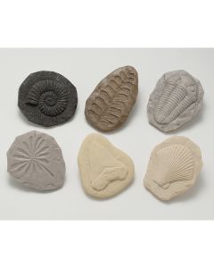 Let's Investigate  Fossils Pack of 8