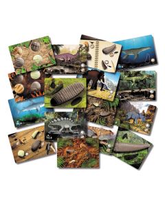 Prehistoric Teeth Explore and Discover Activity Cards Set of 16
