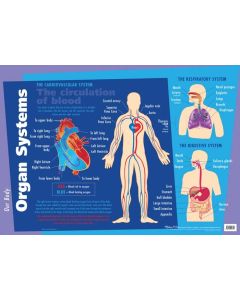 Organ Systems Wall Chart