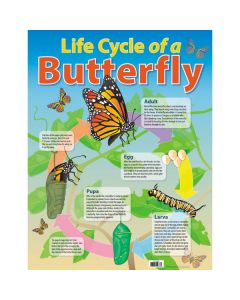 Life Cycle of Butterfly Poster