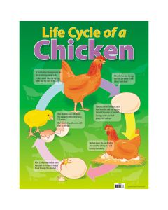 Life Cycle of a Chicken Poster
