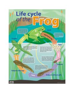 Life Cycle of a Frog Poster