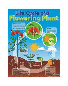 Life Cycle of a Plant Poster