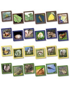 Animal Life Cycle Sequencing Cards Pack of 20