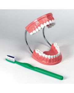 Set of Teeth Model