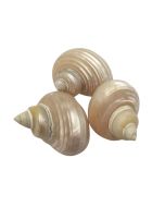 Telempu Shell 5 Pieces