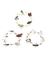 Life Cycle Poster Magnet Set
